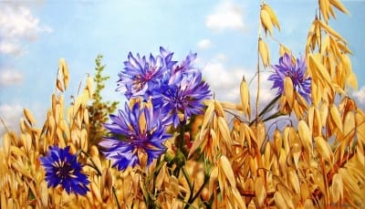 Картина «Васильки. Поле» купити живопис для сучасних інтер'єрів Україна
